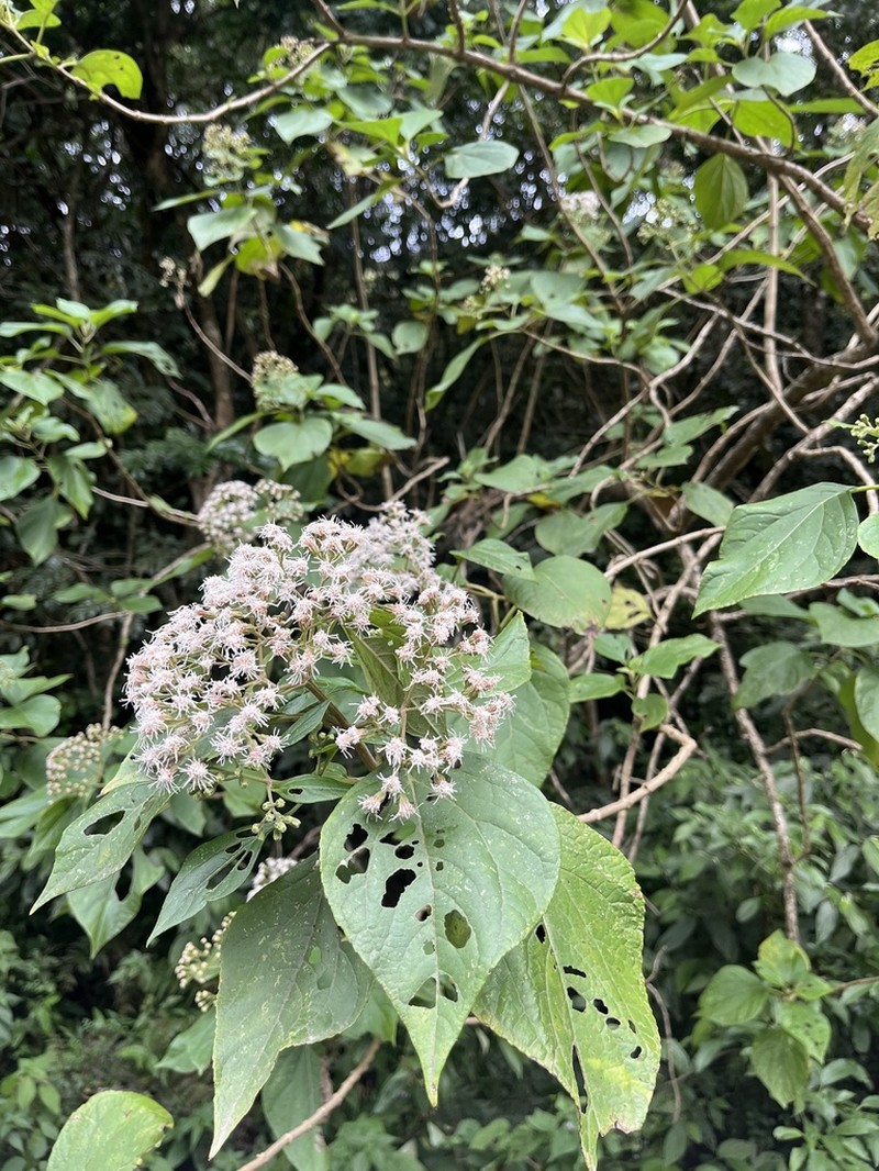 Kaunia rufescens photo 5