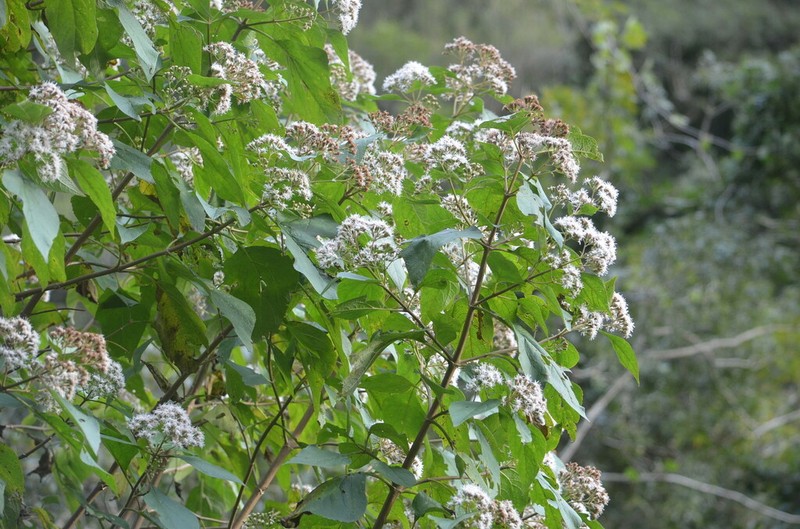 Kaunia rufescens photo 6