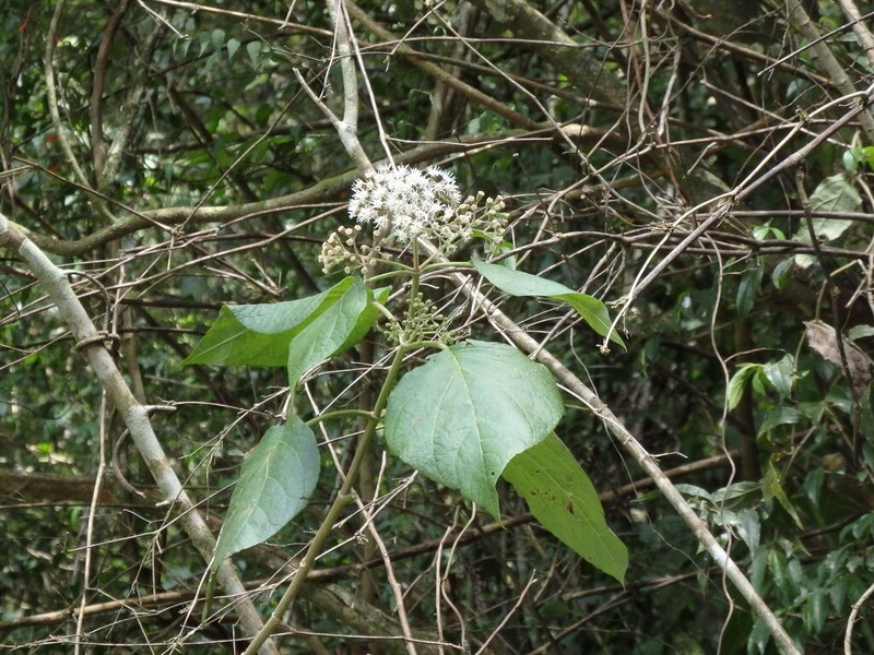 Kaunia rufescens photo 7