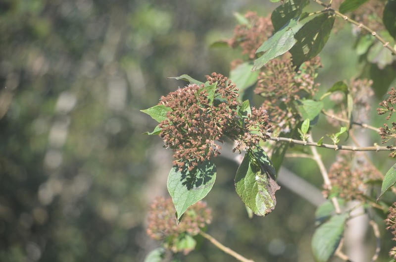 Kaunia rufescens photo 8