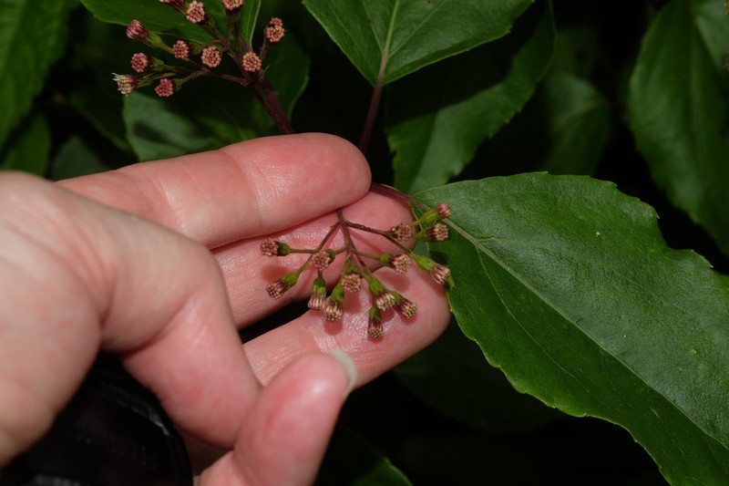 Kaunia saltensis