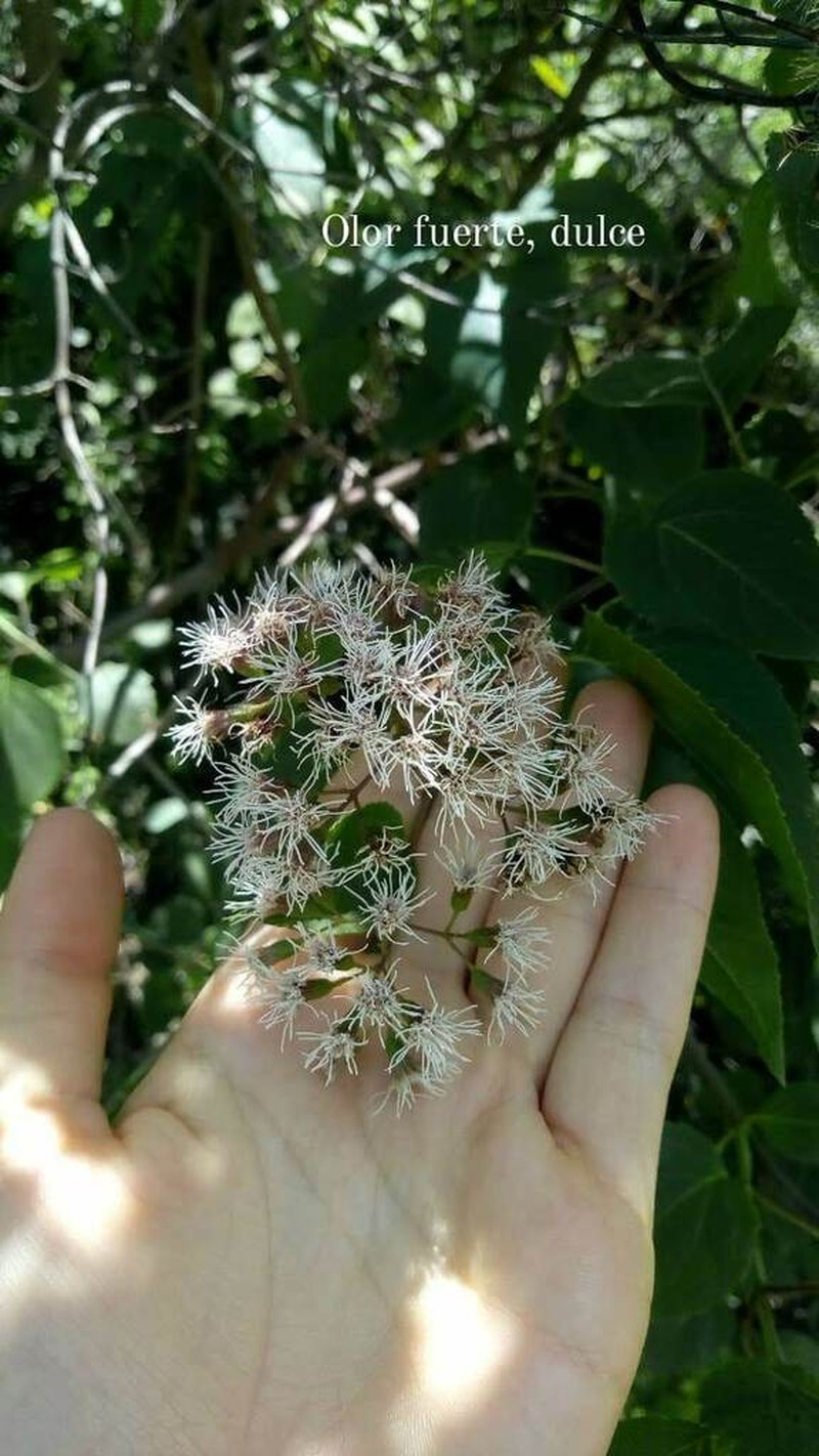Kaunia saltensis photo 2