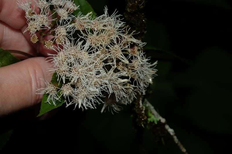Kaunia saltensis photo 3