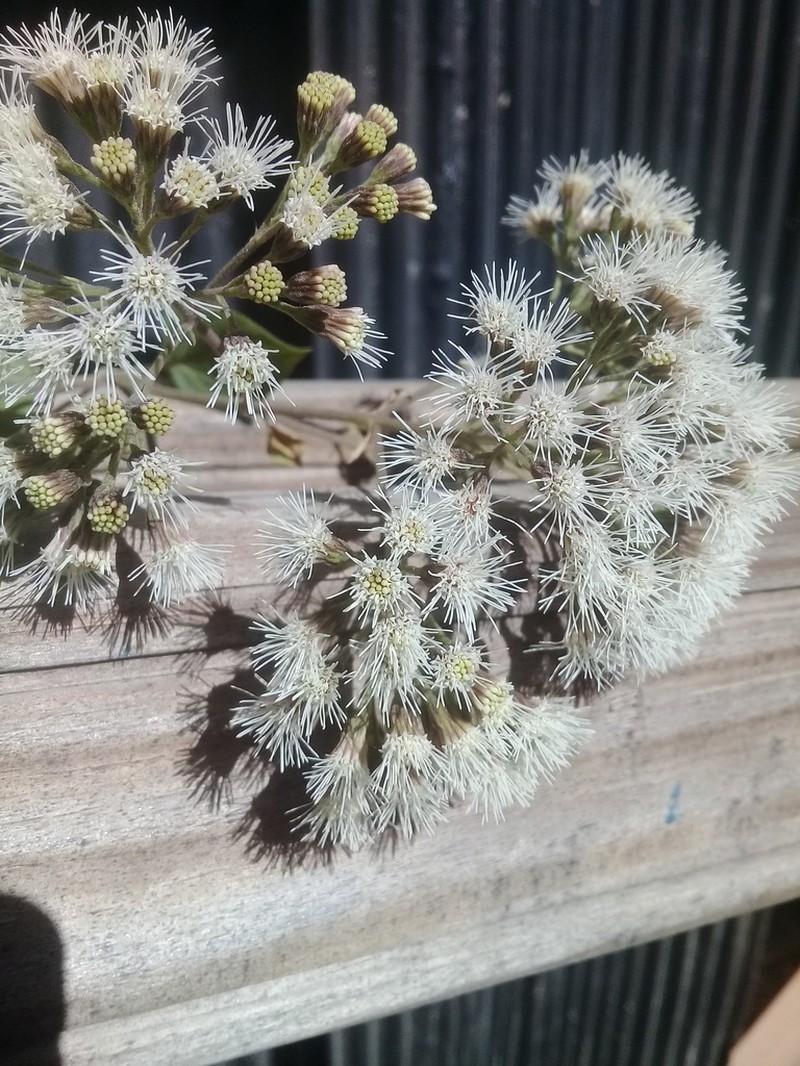 Kaunia saltensis photo 4