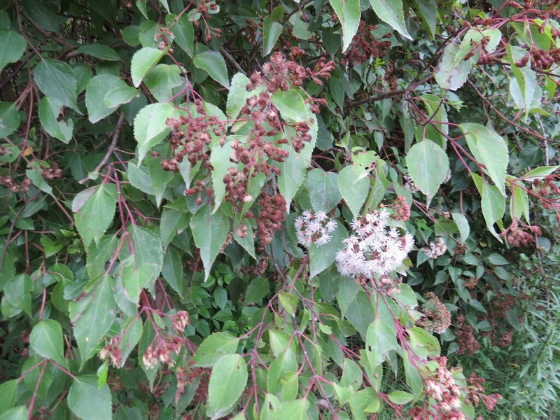 Kaunia saltensis photo 6