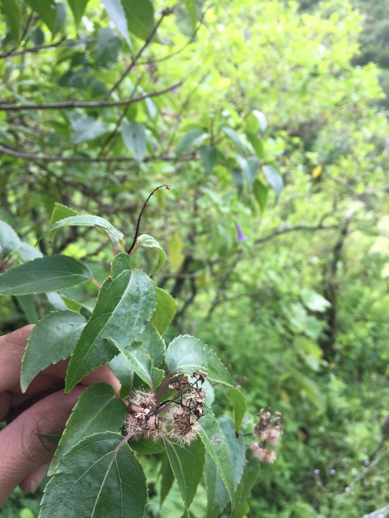 Kaunia saltensis photo 8