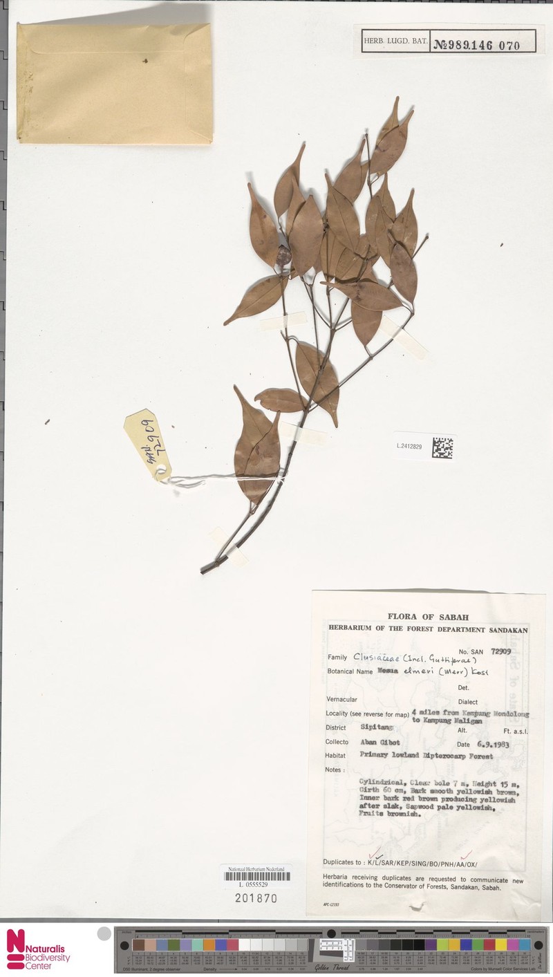 Kayea elmeri subsp. elmeri