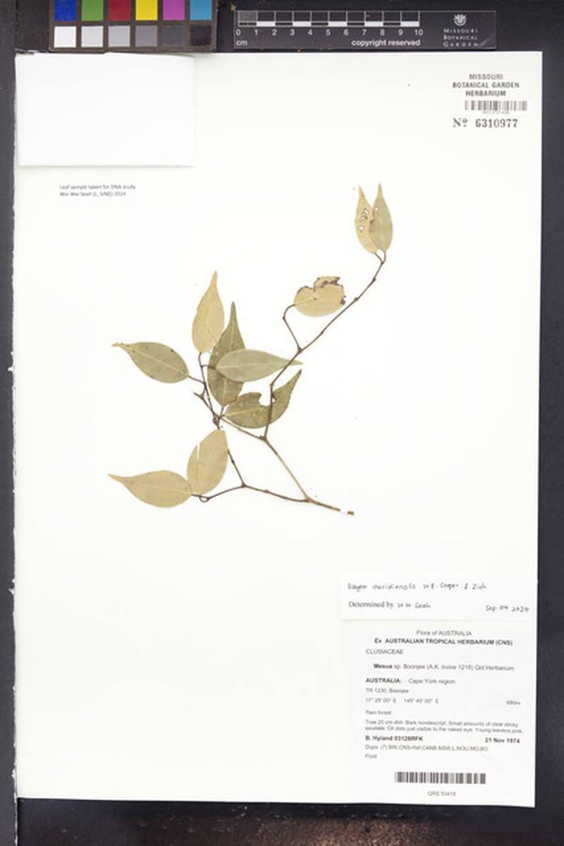Kayea meridionalis