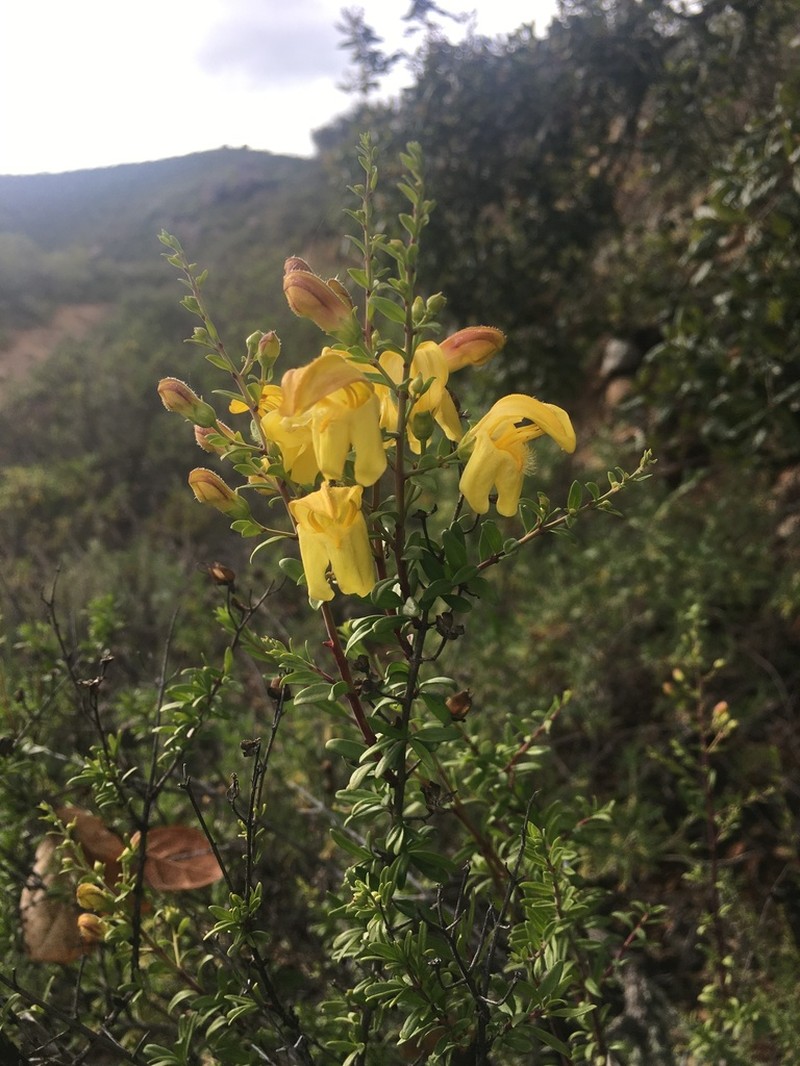 Snapdragon Penstemon