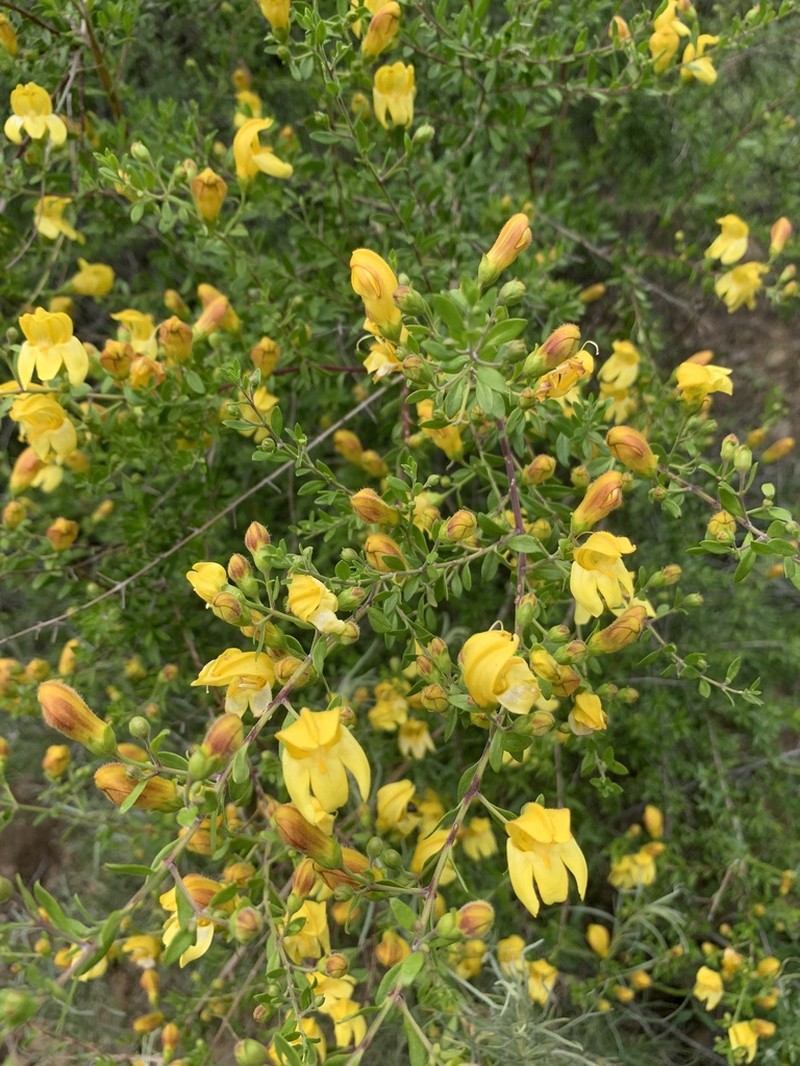 Snapdragon Penstemon photo 2