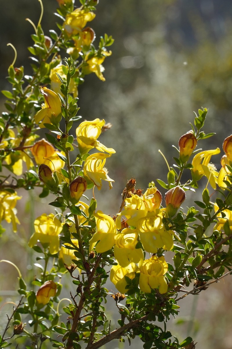 Snapdragon Penstemon photo 5