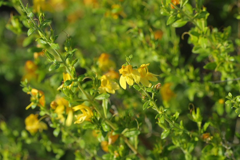 Snapdragon Penstemon photo 6