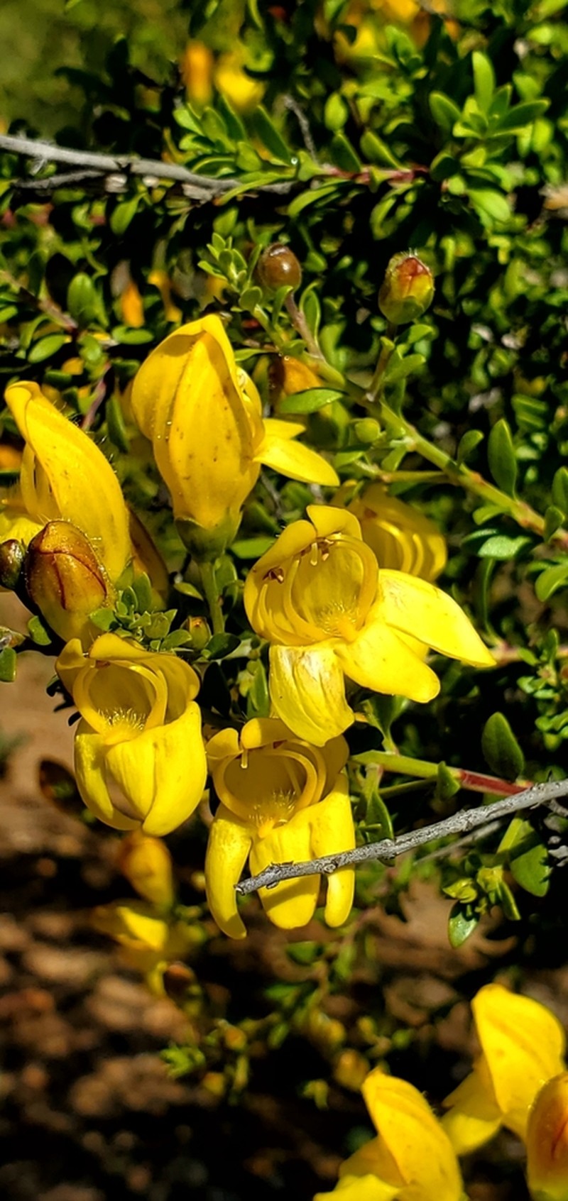 Snapdragon Penstemon photo 7