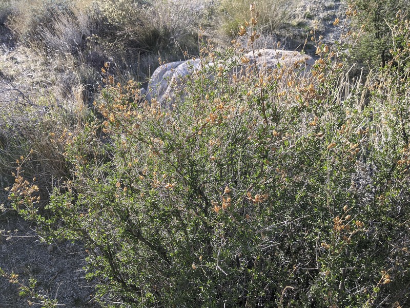 Snapdragon Penstemon photo 8