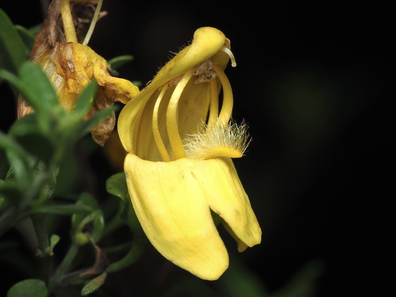 Keckiella antirrhinoides var. antirrhinoides
