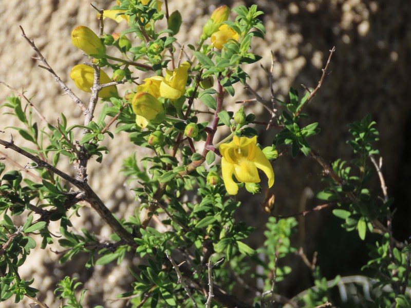 Keckiella antirrhinoides var. antirrhinoides photo 2