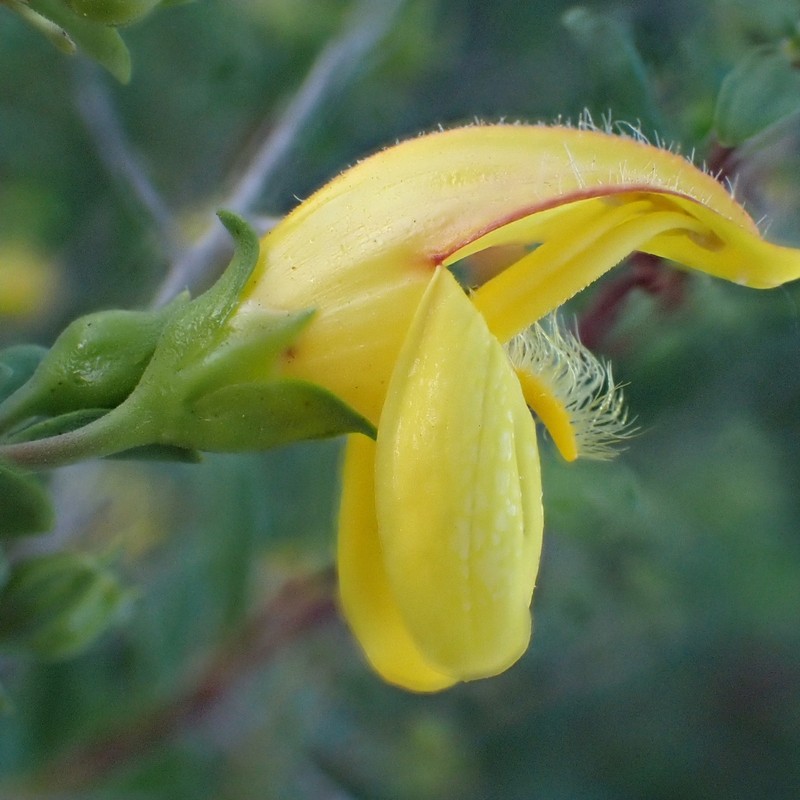 Keckiella antirrhinoides var. antirrhinoides photo 3
