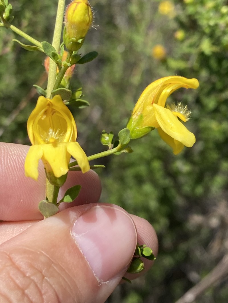 Keckiella antirrhinoides var. antirrhinoides photo 5
