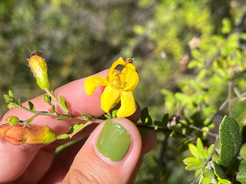 Keckiella antirrhinoides var. antirrhinoides photo 6