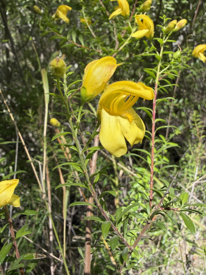 Keckiella antirrhinoides var. antirrhinoides photo 7