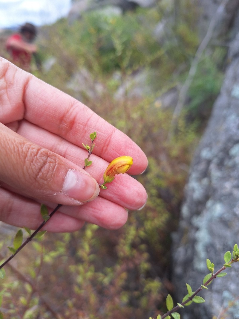 Keckiella antirrhinoides var. antirrhinoides photo 8