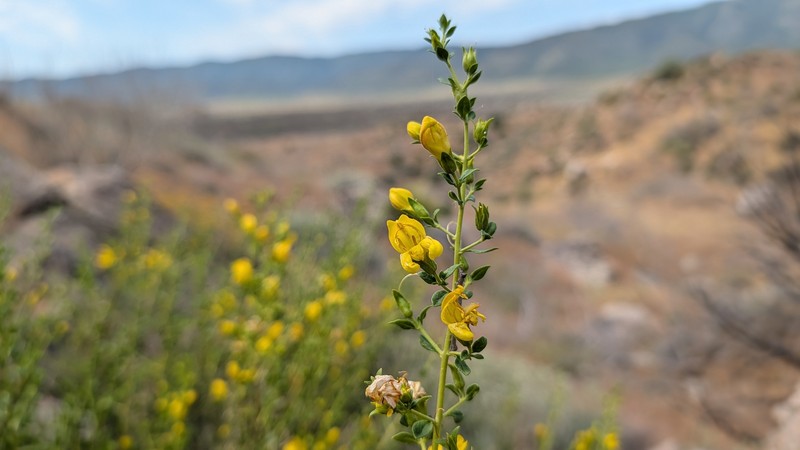 Keckiella antirrhinoides var. microphylla