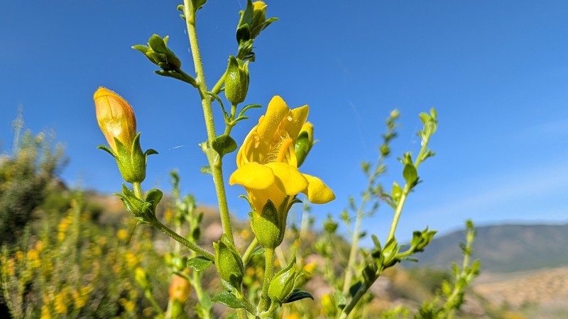 Keckiella antirrhinoides var. microphylla photo 2