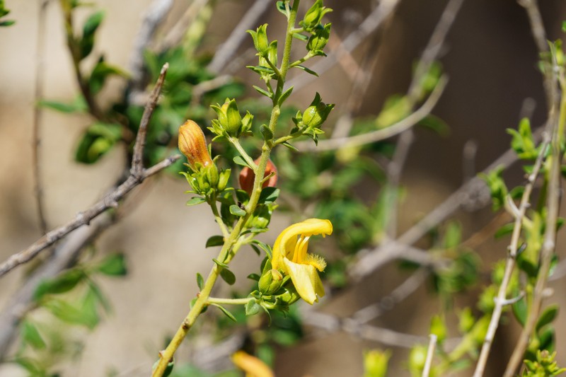 Keckiella antirrhinoides var. microphylla photo 3