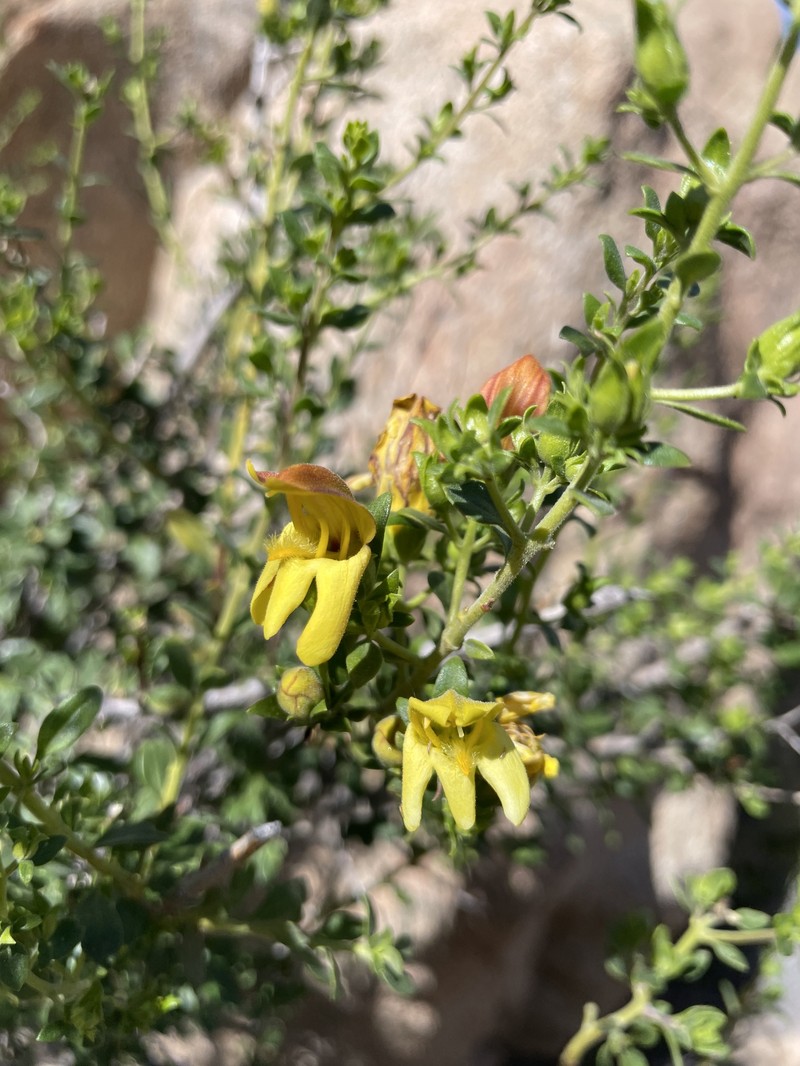 Keckiella antirrhinoides var. microphylla photo 4