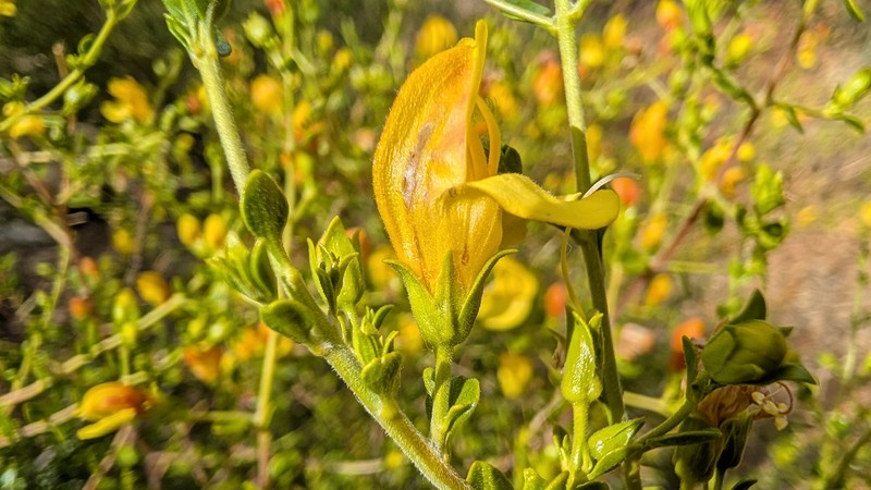 Keckiella antirrhinoides var. microphylla photo 5