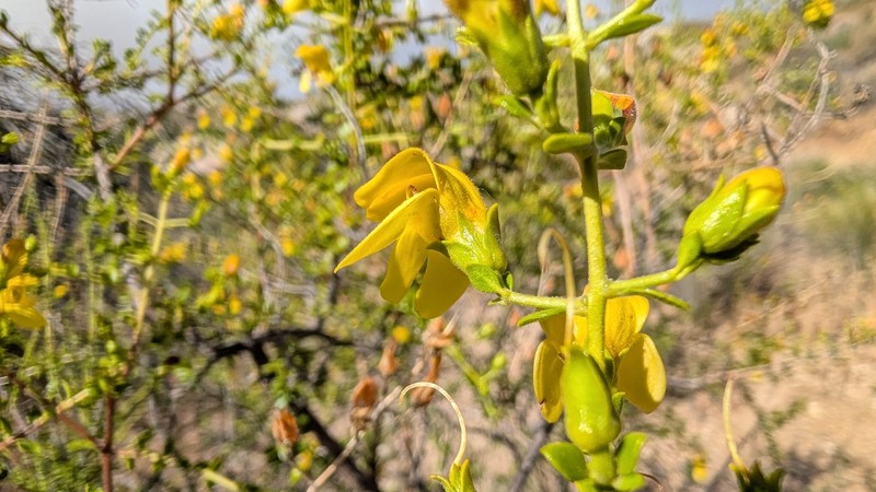 Keckiella antirrhinoides var. microphylla photo 6
