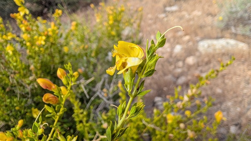 Keckiella antirrhinoides var. microphylla photo 8