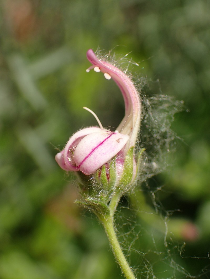 Bush Beardtongue