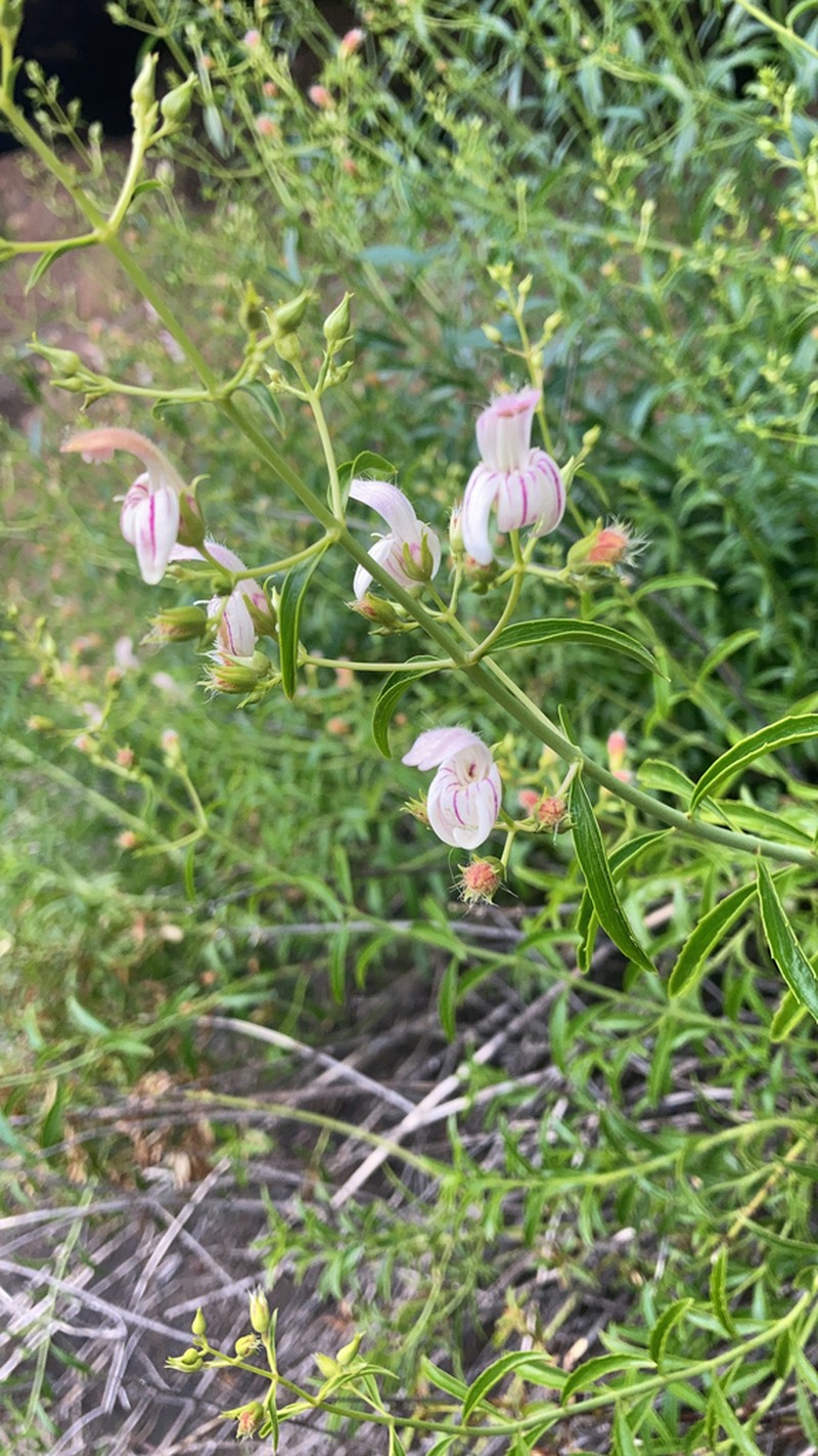 Bush Beardtongue photo 2