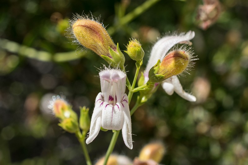 Bush Beardtongue photo 3