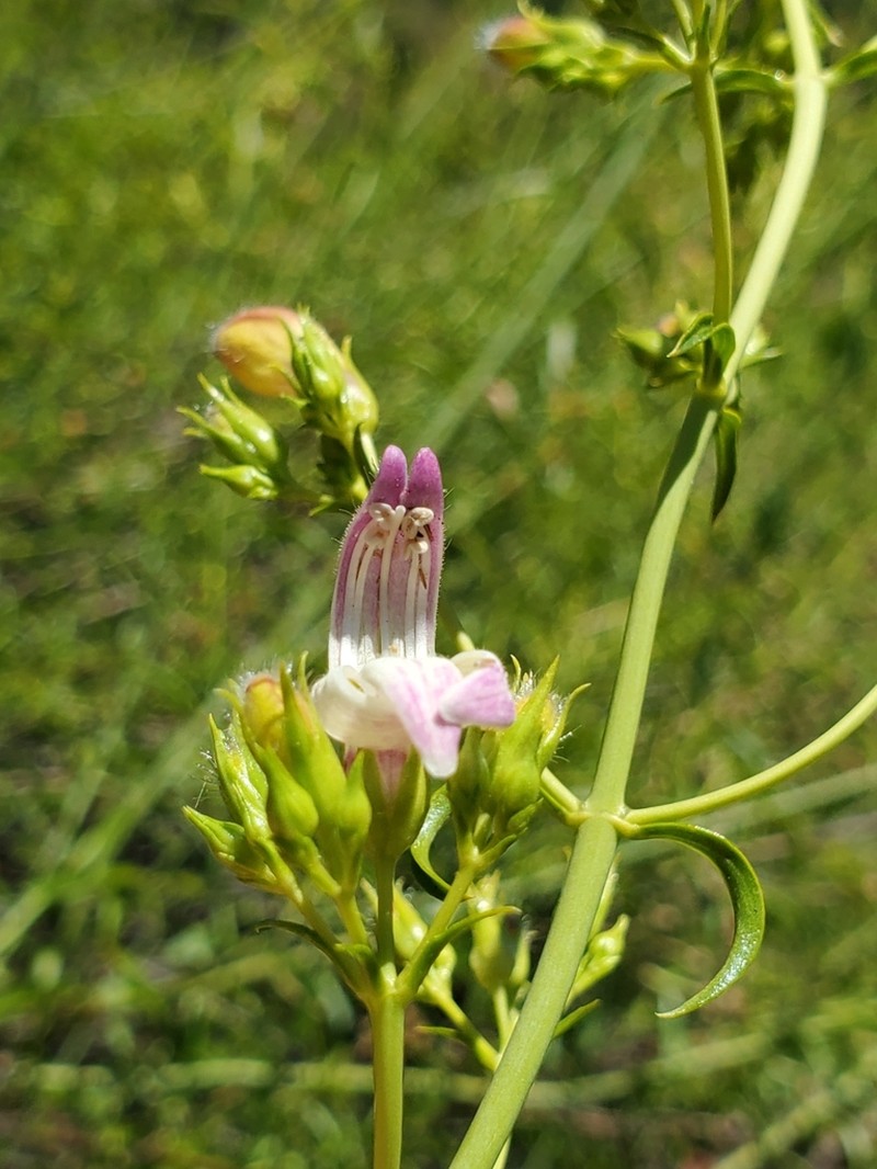 Bush Beardtongue photo 4