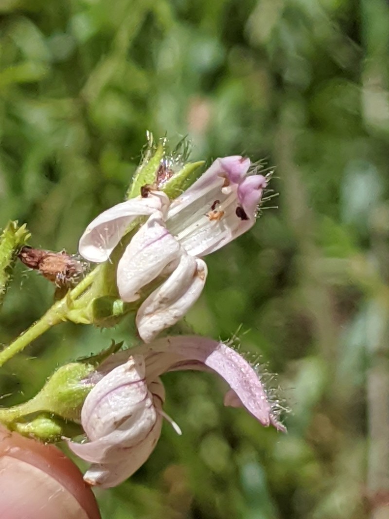 Bush Beardtongue photo 5