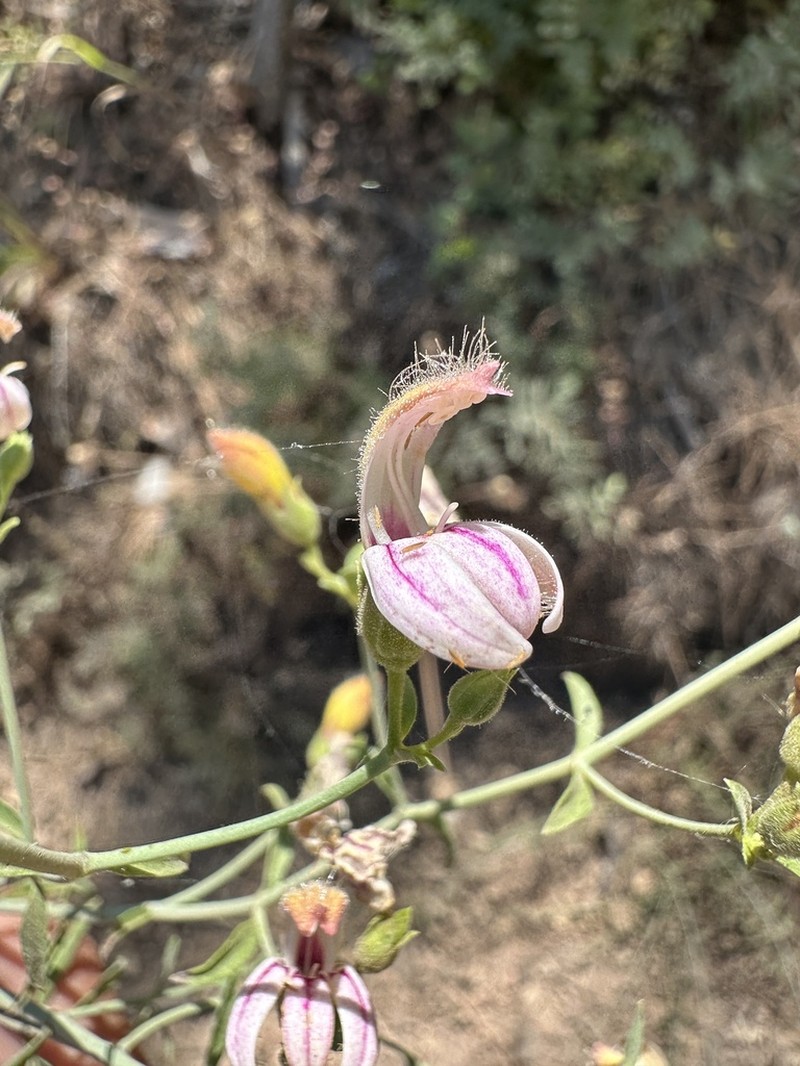 Bush Beardtongue photo 6