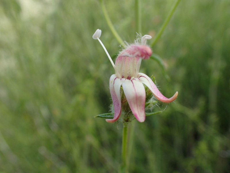 Bush Beardtongue photo 7