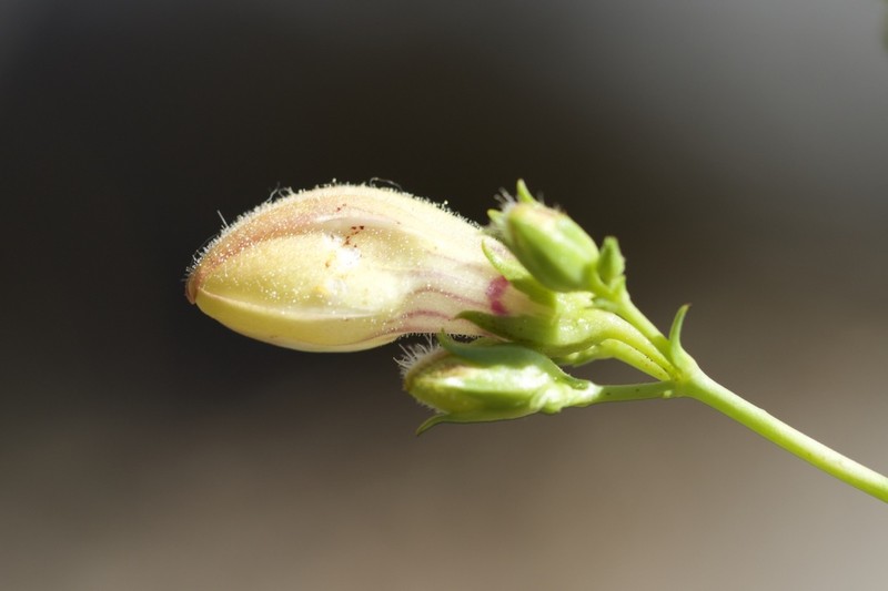 Bush Beardtongue photo 8