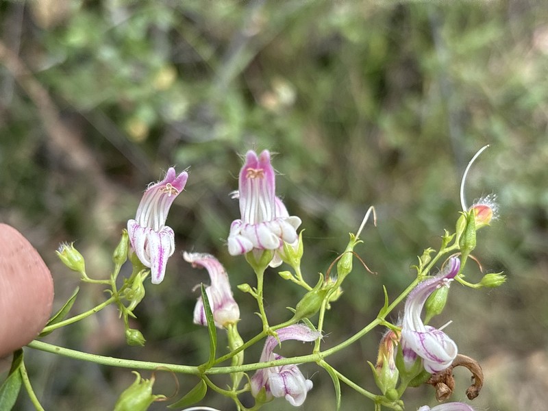Keckiella breviflora var. glabrisepala
