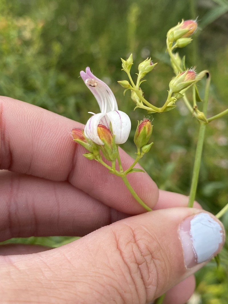 Keckiella breviflora var. glabrisepala photo 2