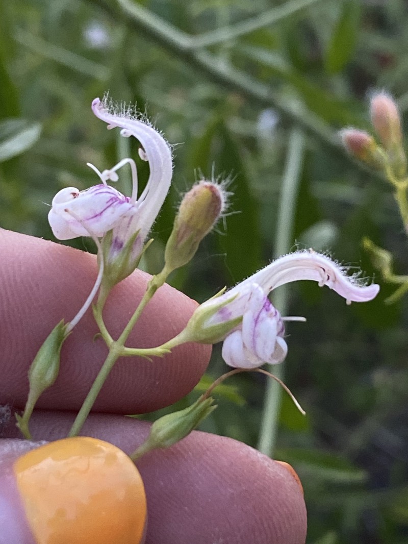 Keckiella breviflora var. glabrisepala photo 3