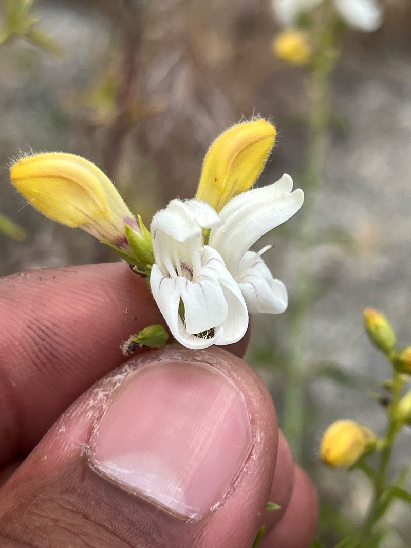 Keckiella breviflora var. glabrisepala photo 4
