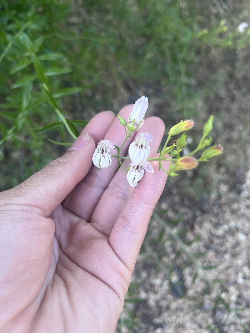 Keckiella breviflora var. glabrisepala photo 5
