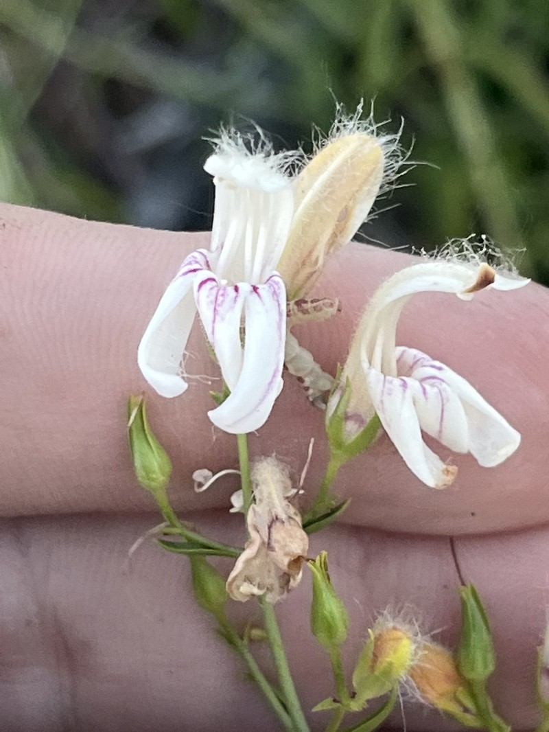 Keckiella breviflora var. glabrisepala photo 7