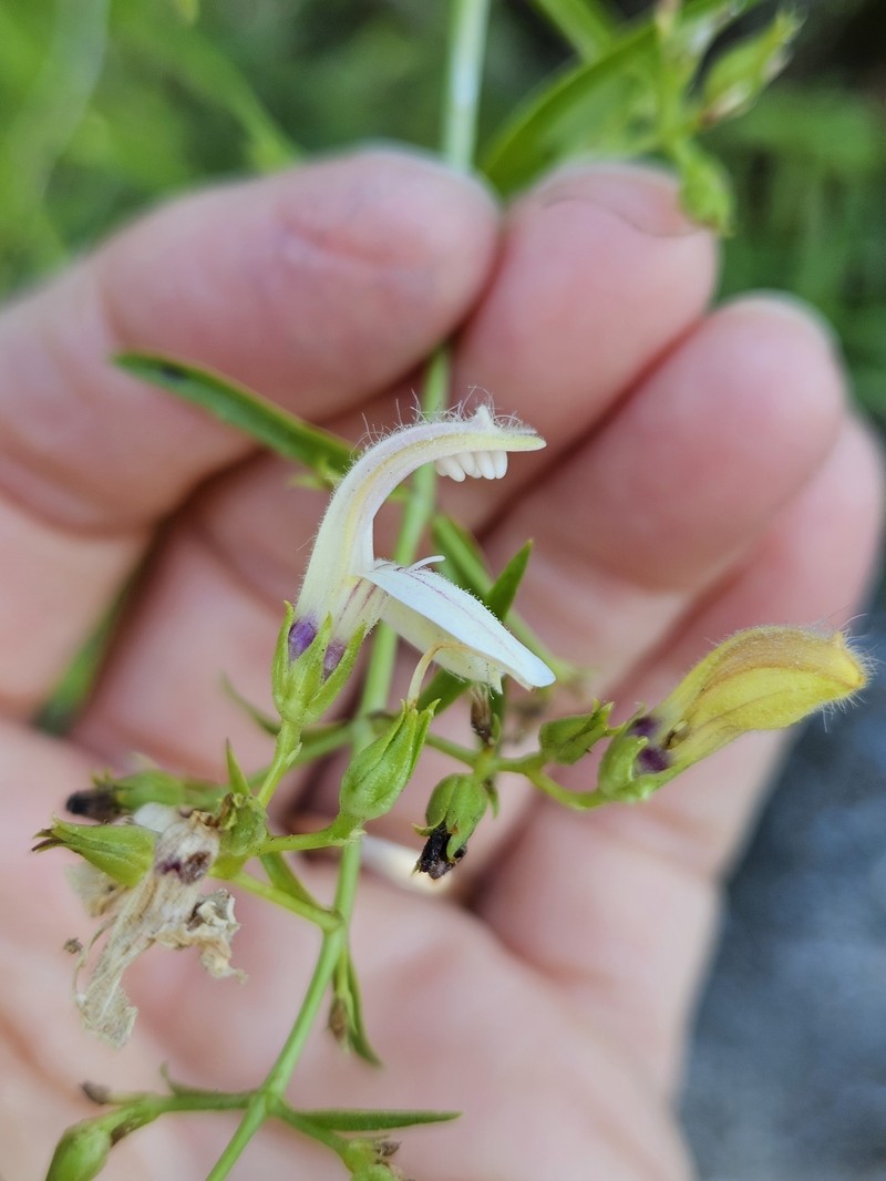 Keckiella breviflora var. glabrisepala photo 8