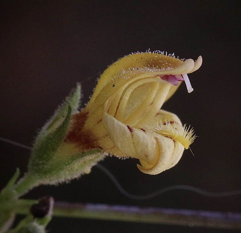 Lemmon's Keckiella