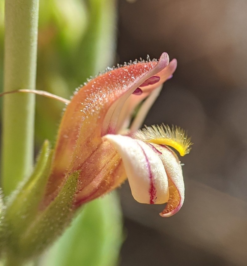 Lemmon's Keckiella photo 2