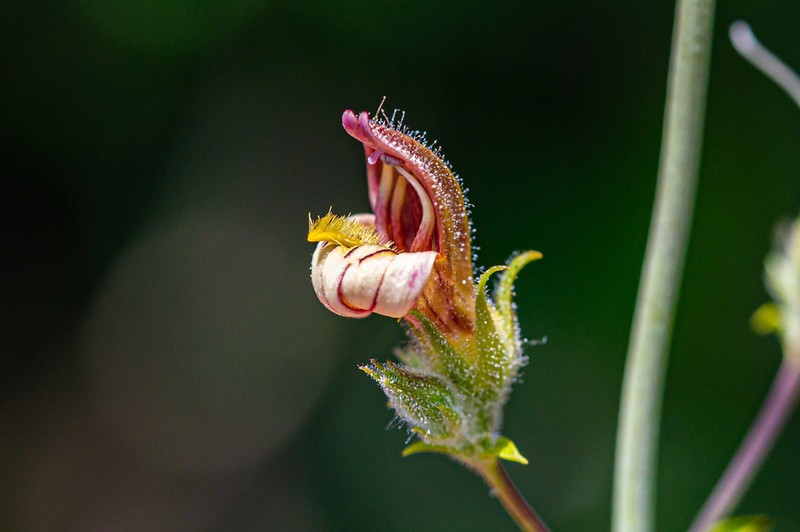 Lemmon's Keckiella photo 4